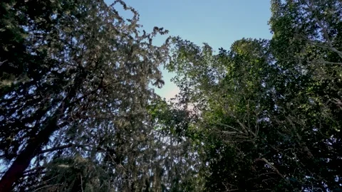 Bright sunlight shines through tree branches in the forest during the afternoon Vídeos de archivo 331275325