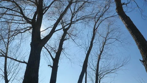 Bright sunlight shines through the trees. Camera in motion Stock Footage 126923626