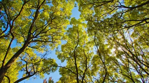 Bright sunlight shines through the trees Stock Footage 233801025
