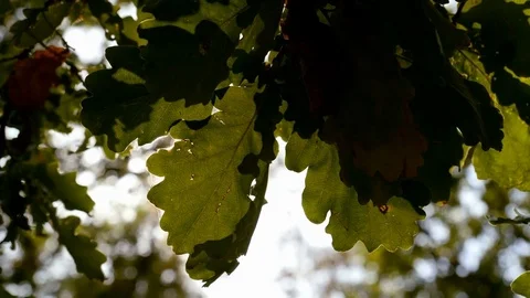 Bright sunlight shining between the leafs of oak tree Video stock 81057112
