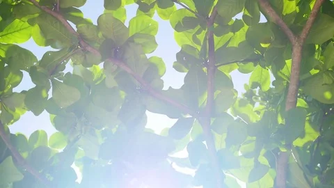 Bright sunlight shining breaking through the foliage Vidéo 74886231