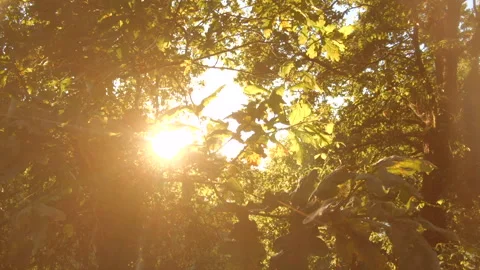 Bright sunlight shining through branches of oak tree at sunset, slide right. Stock Footage 133138816