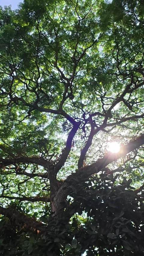 Bright sunlight shining through dense green tree canopy Video stock 342577426