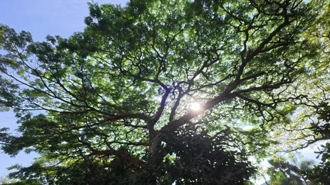 Bright sunlight shining through dense green tree canopy Stock Footage 342582054