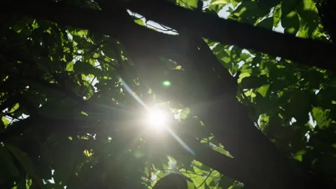 Bright Sunlight Shining Through Green Tree Leaves in Summer 스톡 동영상 331113396