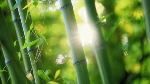 Bright Sunlight Shining Through Green Bamboo Stalks in a Forest 스톡 동영상 331766246