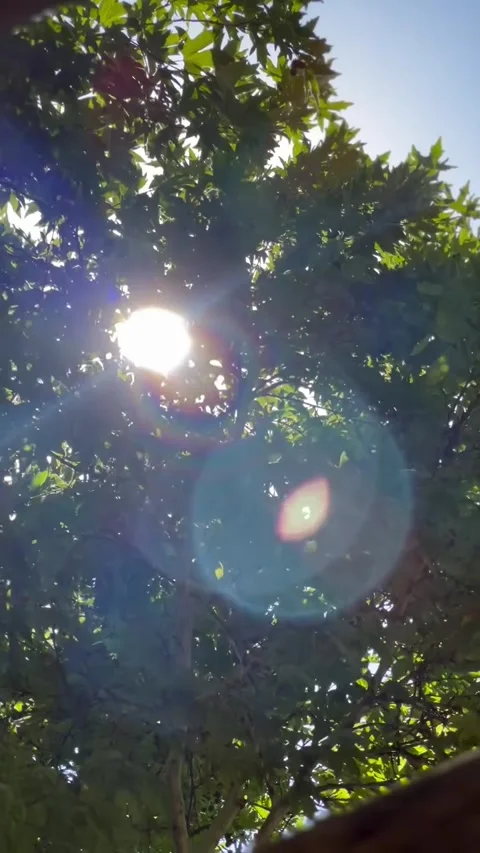 Bright Sunlight Shining Through Green Tree Canopy Video stock 342267880