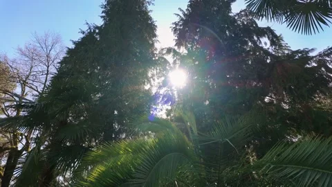 Bright Sunlight Shining Through Palm And Evergreen Trees Stock Footage 317320460