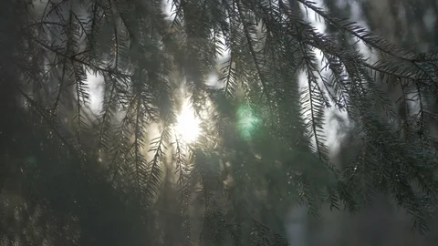 Bright sunlight shining through pine trees v2 Stock Footage 96401153