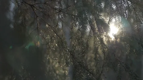 Bright sunlight shining through pine trees Stock Footage 96401274