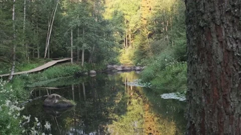 The bright sunlight shining through trees in the forest. Dense forest Stock Footage 160985710