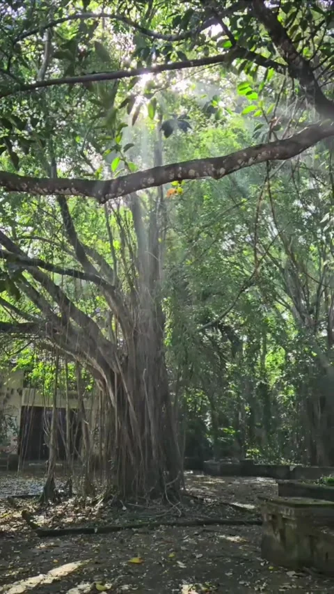 Bright sunlight shining through the trees. Abandoned theme park in Sanur, Bali. Stock Footage 283519124