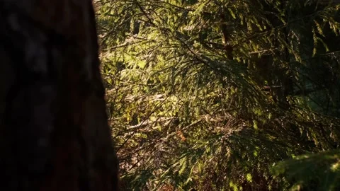 The bright sunlight showing up from behind a tree in the evergreen forest. Stock Footage 160985829