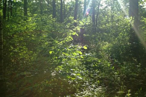 Bright sunlight in the spring forest Stock Photos