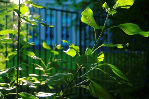 Bright sunlight in the spring forest Stock Photos