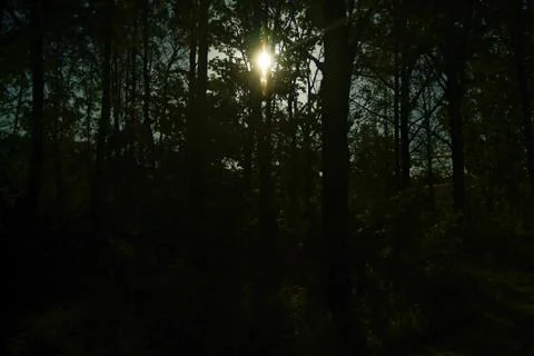Bright sunlight in the spring forest Foto stock