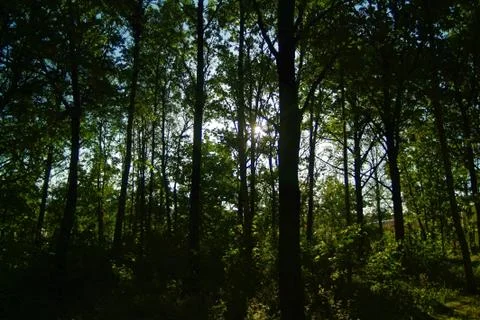 Bright sunlight in the spring forest Stock Photos