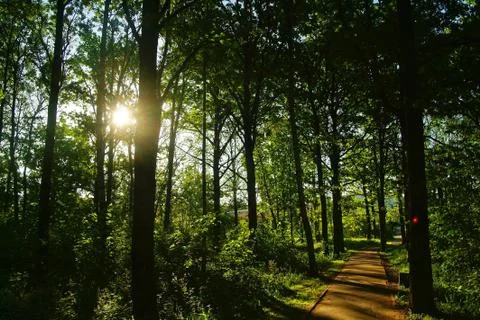 Bright sunlight in the spring forest Stock Photos