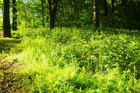 Bright sunlight in the spring forest Stock Photos