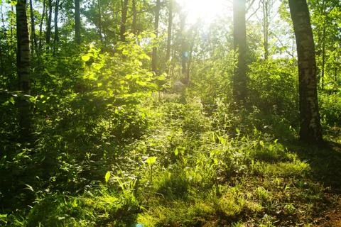 Bright sunlight in the spring forest Stock Photos