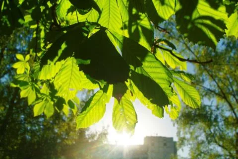 Bright sunlight in the spring forest Foto stock