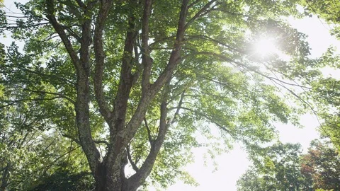 Bright sunlight steaming through the green trees Stock Footage 103398696