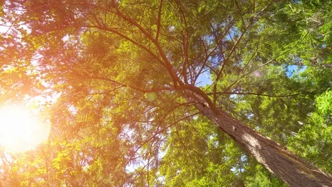 Bright Sunlight Streaming Through Forest Overhead View, Fir and Pine Trees Stock Footage 86041350