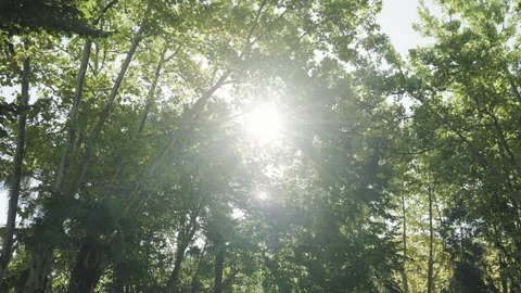 Bright sunlight streaming through lush treetops into a quiet urban park Stock Footage 315675172