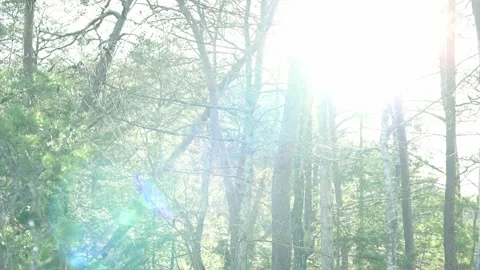 Bright sunlight streams through the trees in a dense forest, illuminating the Stock Footage 278187159