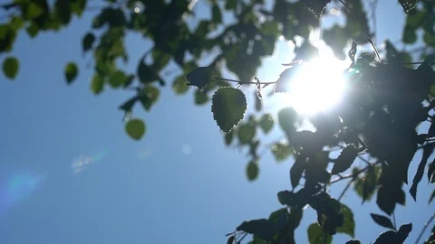 Bright sunlight through green foliage of birch. Slow motion in canopies of trees Stock Footage 94979593