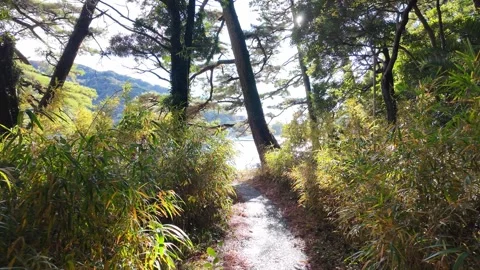 Bright sunlight through green Stock-Footage 327054900