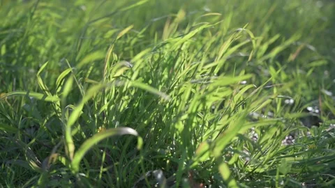 Bright sunlight through lush grass waving in the wind Stock Footage 247824871