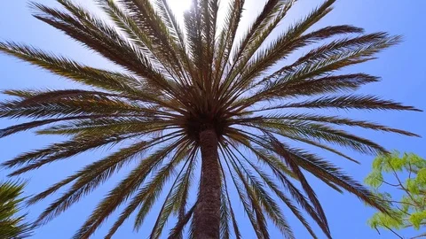 Bright sunlight through the palm tree leaves on blue sky Stock Footage 114033773
