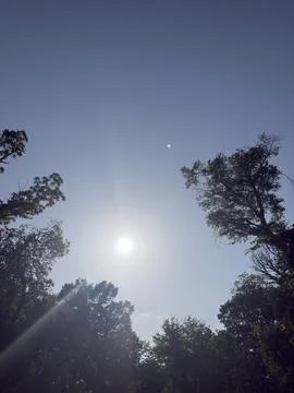 Bright Sunlight Through Tree Canopy Detailed View Stock Photos