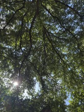 Bright Sunlight Through Tree Canopy Detailed View Horizontal View 2 Stock Photos