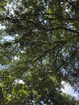Bright Sunlight Through Tree Canopy Macro Detail Stock Photos