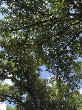 Bright Sunlight Through Tree Canopy Natural Texture Stock Photos