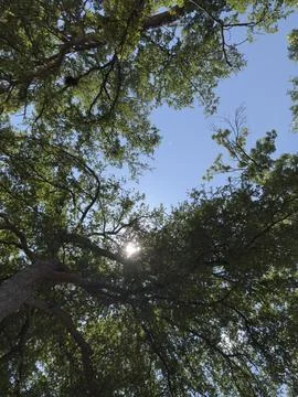 Bright Sunlight Through Tree Canopy Full Frame Detail Foto stock