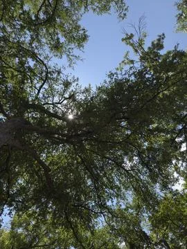 Bright Sunlight Through Tree Canopy Tight Crop Stock Photos
