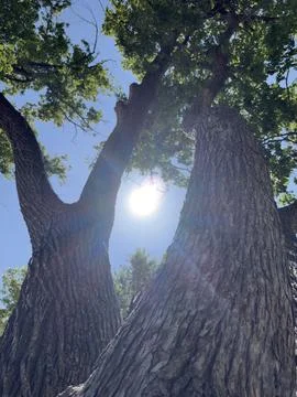 Bright Sunlight Through Tree Canopy Vertical Detail Foto stock