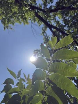Bright Sunlight Through Tree Canopy Close Up Horizontal View 3 Stock Photos
