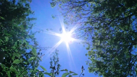 Bright sunlight through trees Video stock 108468156