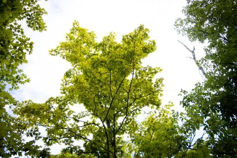 Bright Sunlight Tree Tops Stock Photos