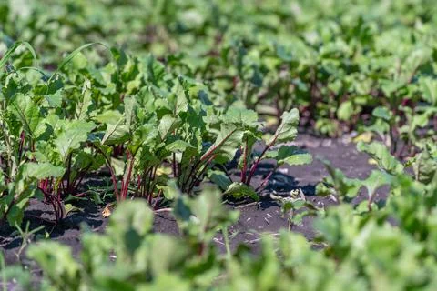 Bright sunlight warms fresh leafy beetroot vegetable seedlings as they push t Stock Photos