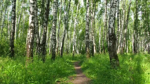 Bright sunlit summer birch forest with pathway - slider slow motion shot Stock Footage 64474336