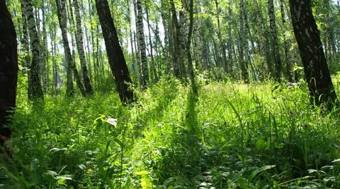 Bright sunlit summer birch forest with green grass - slider slow motion shot Stock Footage 64474405