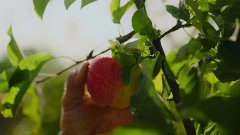 On a bright sunny day, an experienced man farmer collects ripe apples in the Stock Footage 255291402