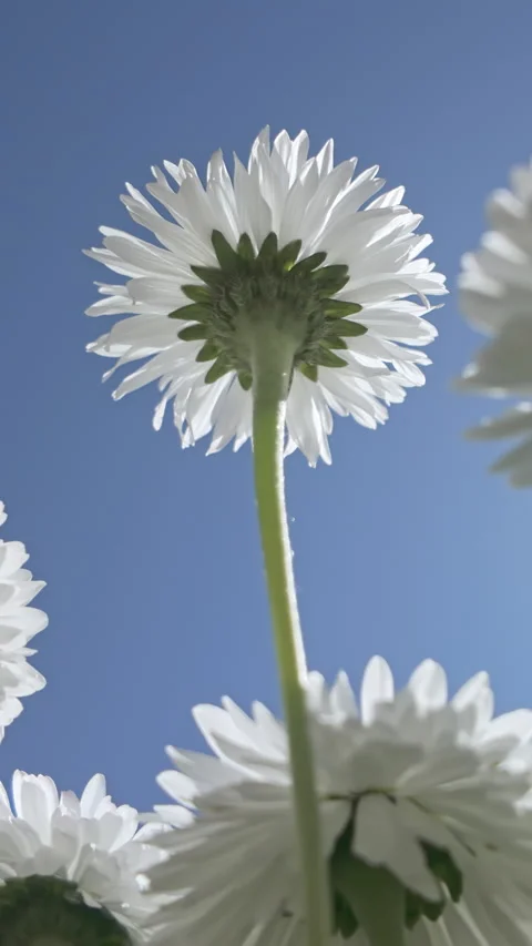 On bright, sunny day, white daisy flowers sway in breeze against blue sky, Vídeos de archivo 337447239