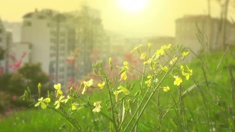 Bright sunny landscape Stock-Footage 88451575