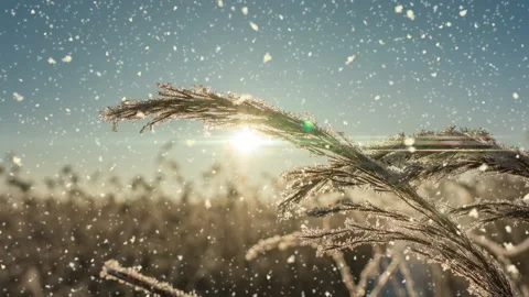 Bright sunny landscape with snow falling snow and a small house in the forest Stock Footage 164230184